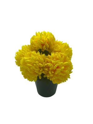 CHRYSANTHÈME ANANAS