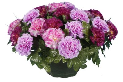 COUPE OEILLETS EN CAMAIEU