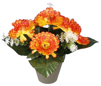 POT DE CHRYSANTHÈMES