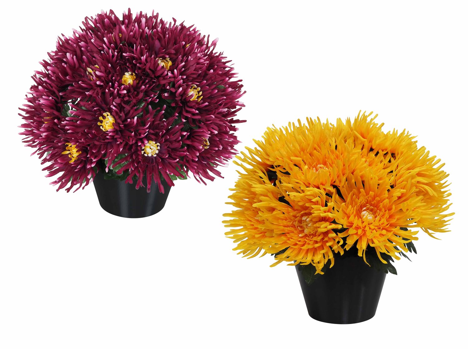 COMPOSITION 24  CHRYSANTHÈMES  TOKYOS