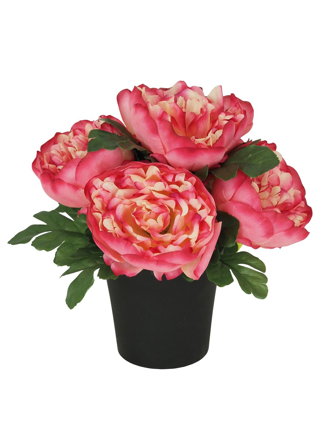 COMPOSITION 5 PIVOINES