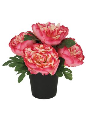 COMPOSITION 5 PIVOINES
