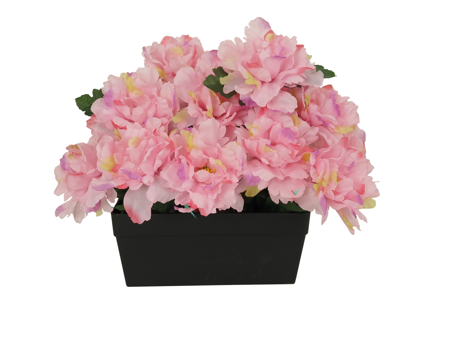 JARDINIÈRE 18 PIVOINES