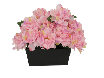 JARDINIÈRE 18 PIVOINES