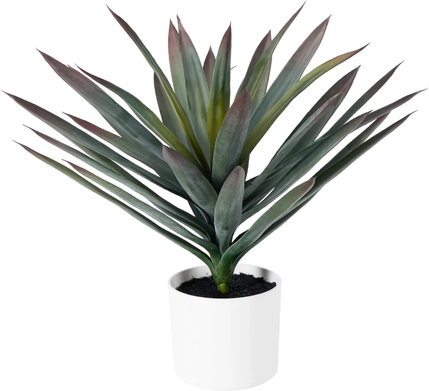 Plante sisale en pot