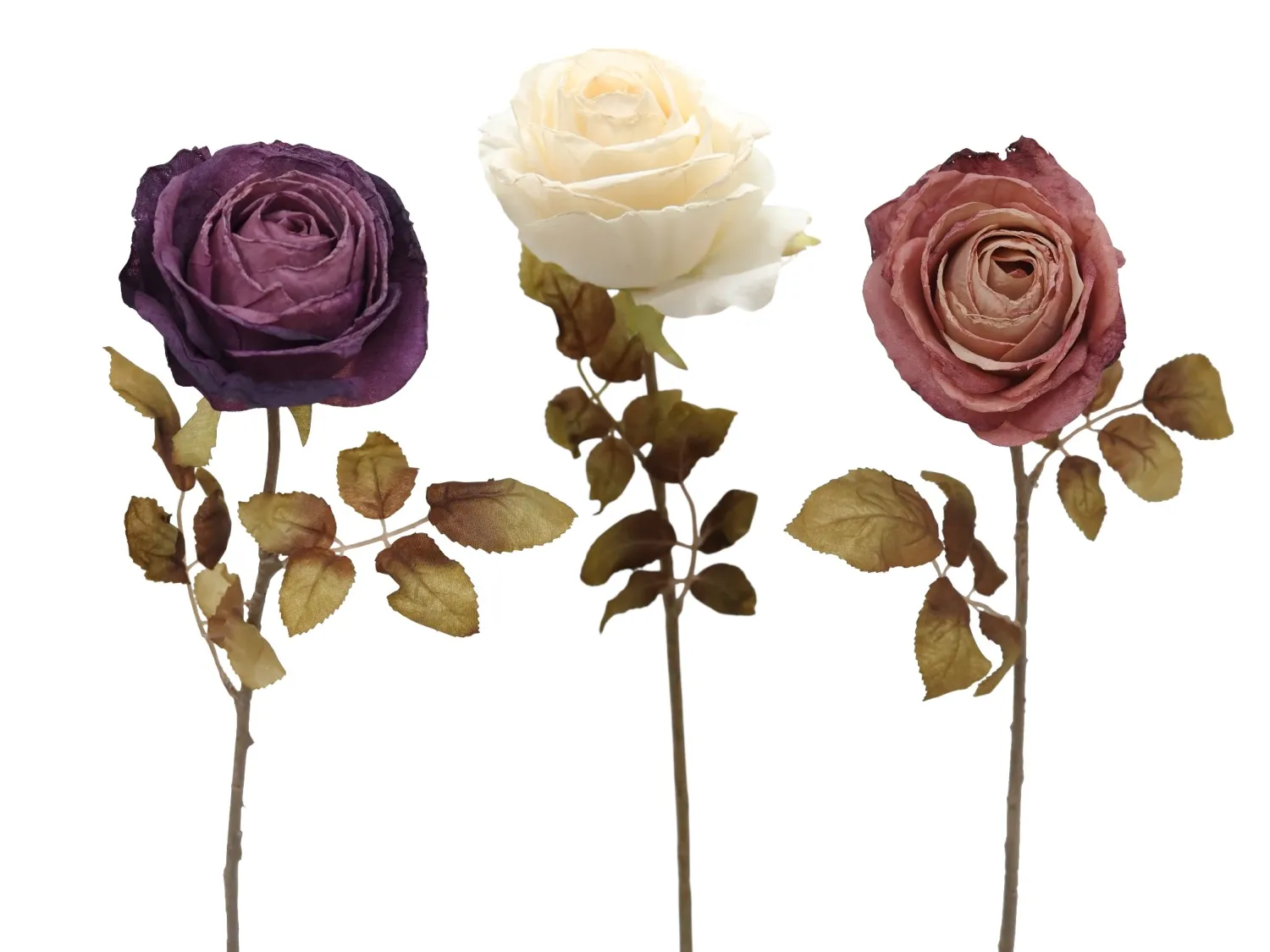 TIGE DE ROSE