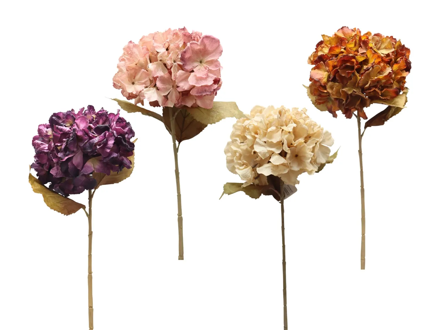 TIGE HORTENSIA