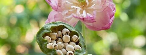 Lotus Flower Seeds