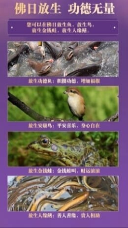 龙婆昌•佛日放生功德