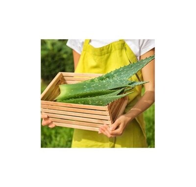 Organic Aloe Vera Leaves 'Sold by Kg'