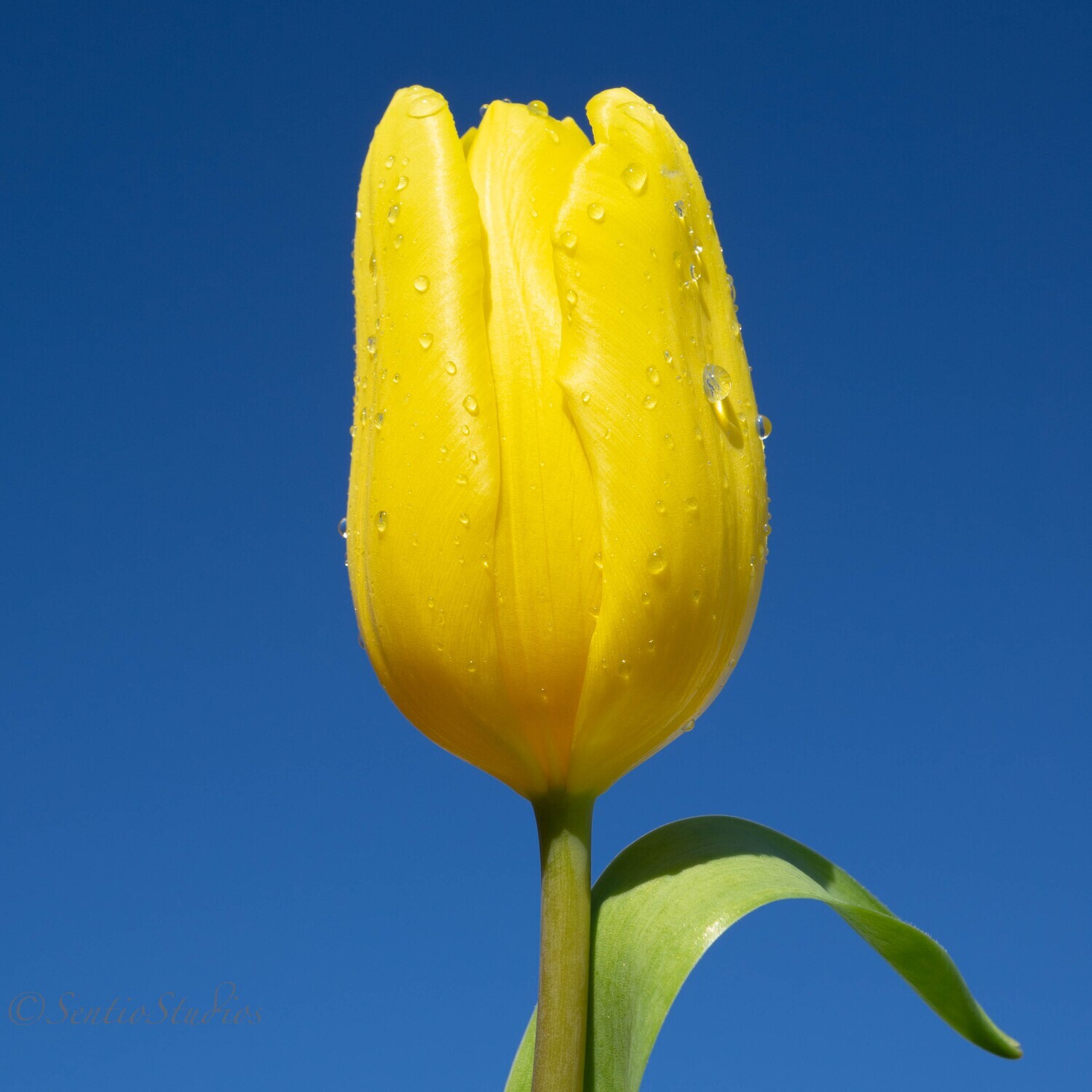 Coasters : Tulips