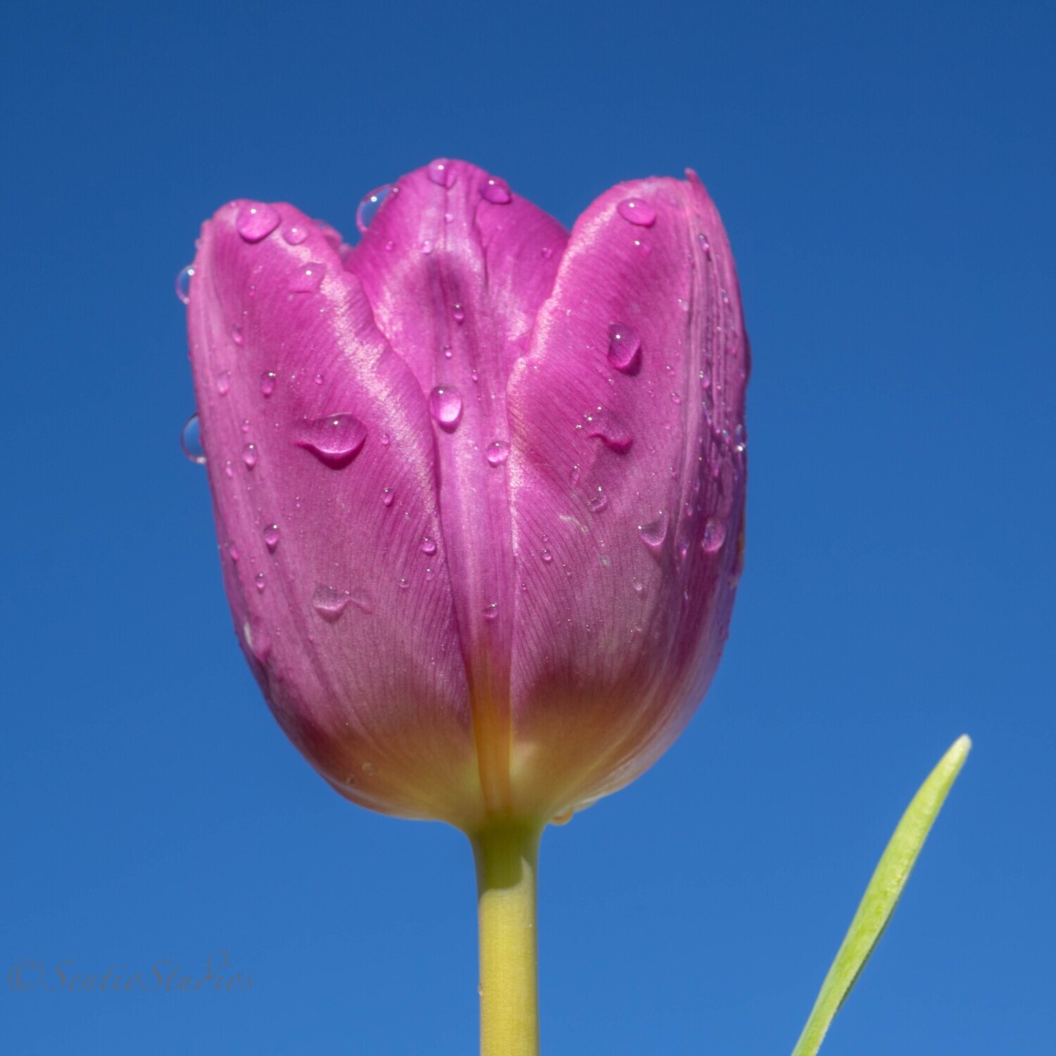 Coasters : Tulips