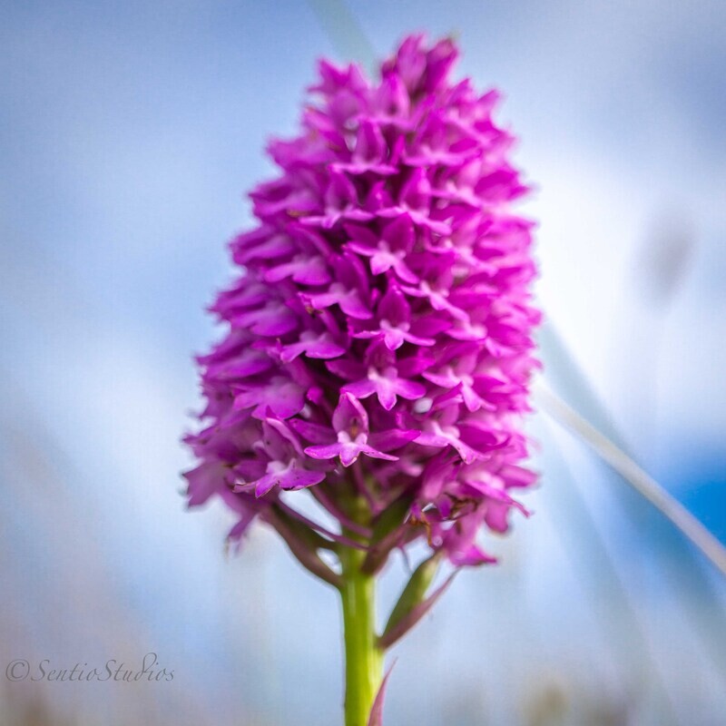 Coasters : East Cork Wildflowers