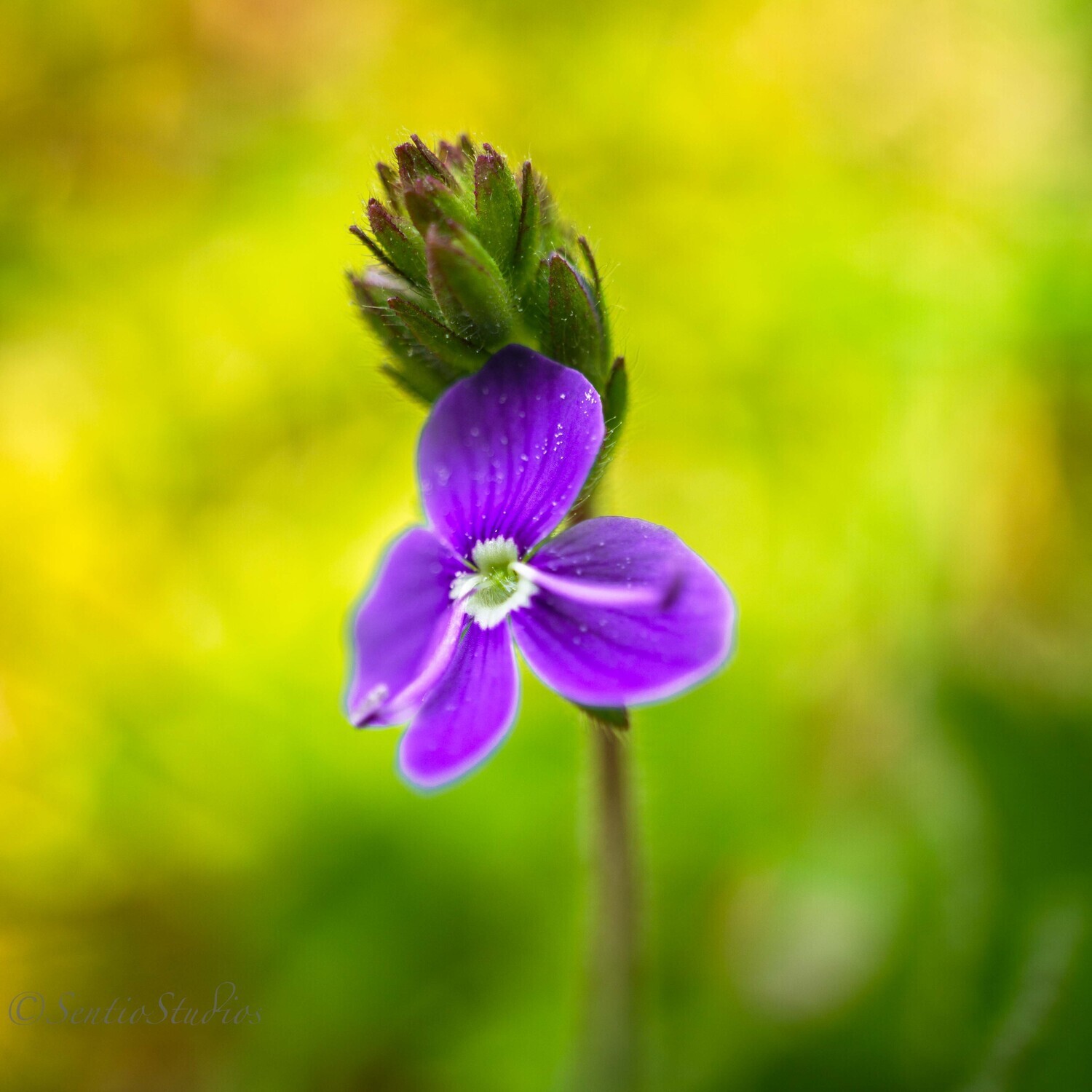 Coasters : East Cork Wildflowers