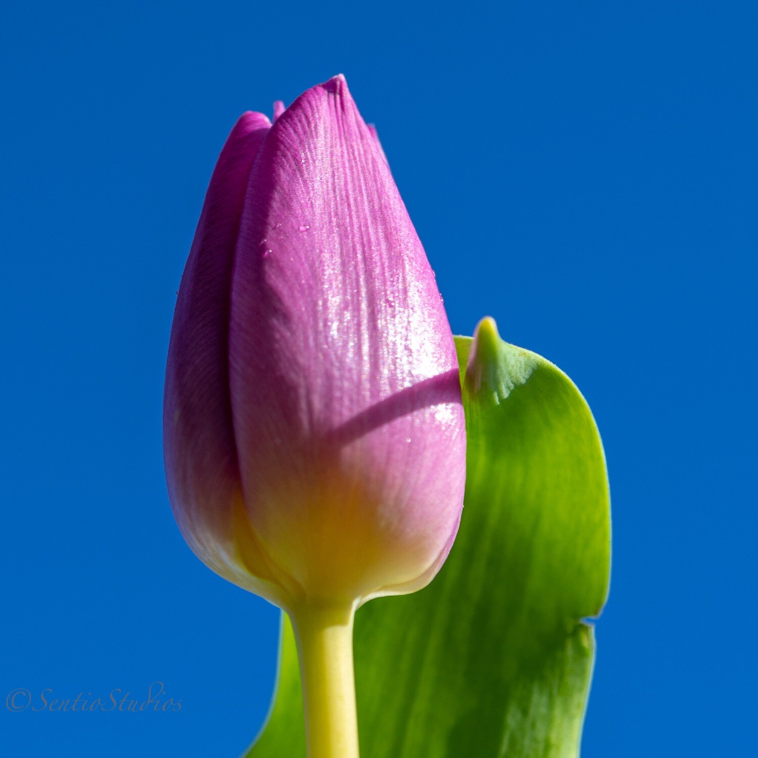 Coasters : Tulips