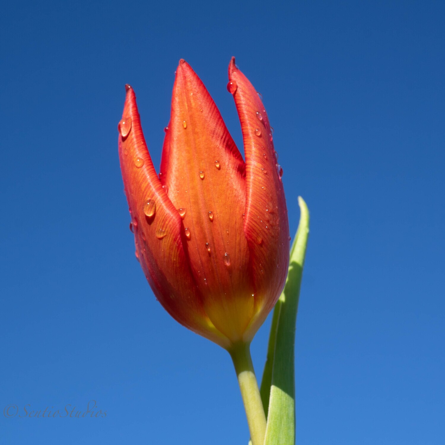 Coasters : Tulips