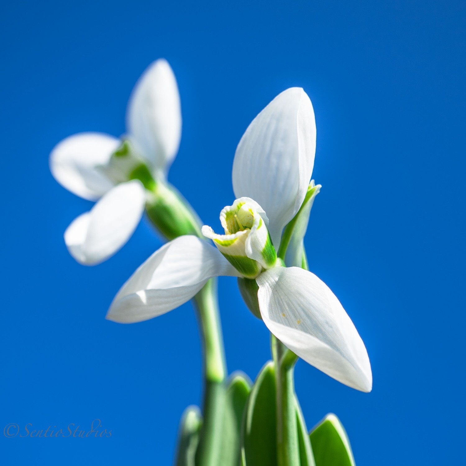 Coasters : East Cork Wildflowers