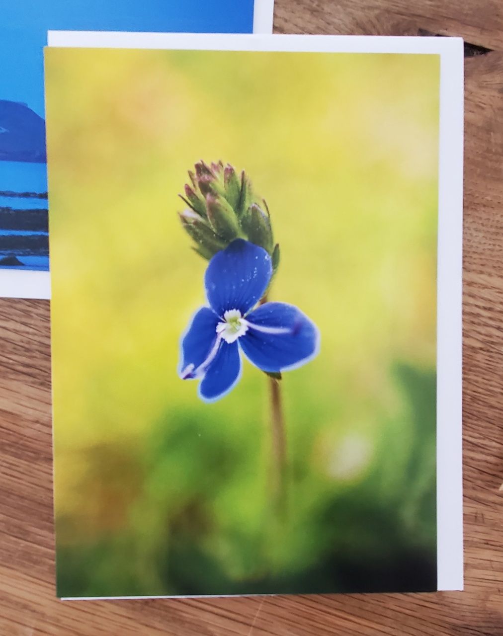 A selection of 5 Floral Plastic Free Mother's Day Greeting Cards