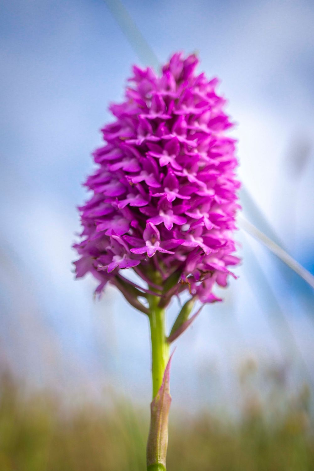 A selection of 5 Floral Plastic Free Mother's Day Greeting Cards