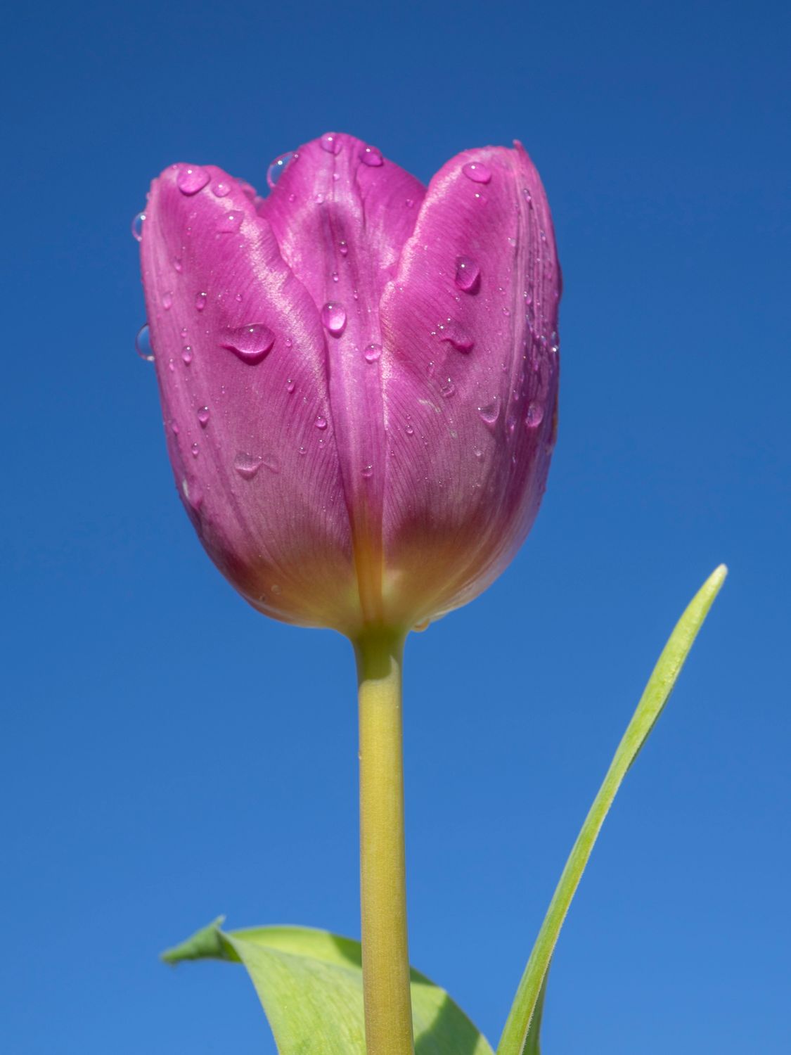 A selection of 5 Floral Plastic Free Mother's Day Greeting Cards
