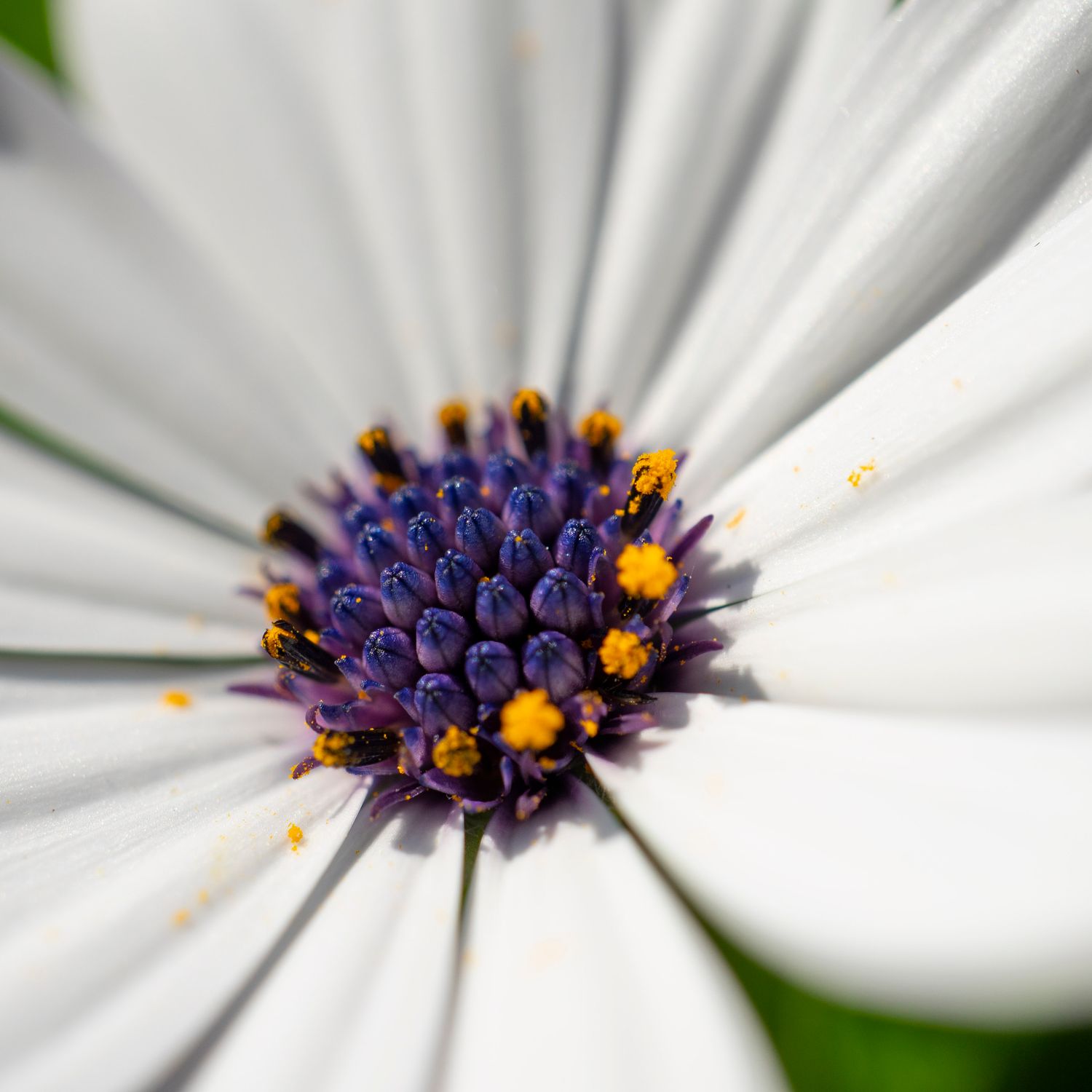 A selection of 5 Floral Plastic Free Mother's Day Greeting Cards