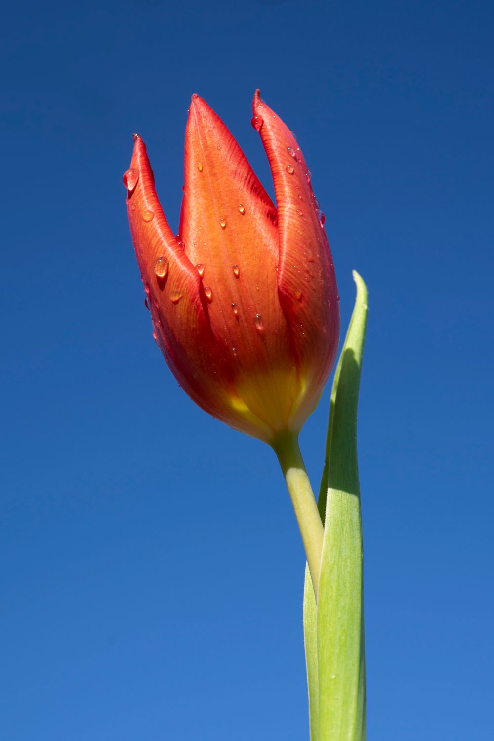 A selection of 5 Floral Plastic Free Mother's Day Greeting Cards