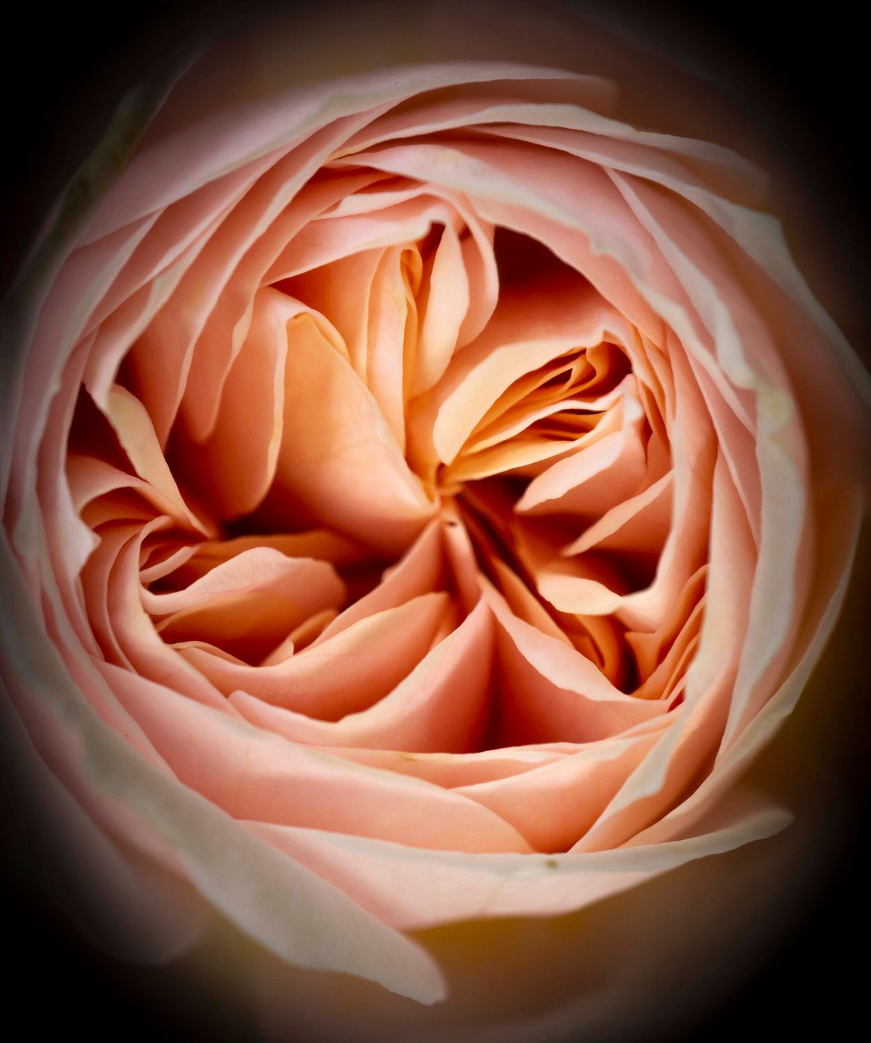 A selection of 5 Floral Plastic Free Mother's Day Greeting Cards