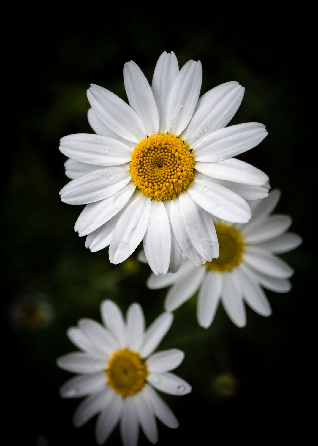 A selection of 5 Floral Plastic Free Mother's Day Greeting Cards