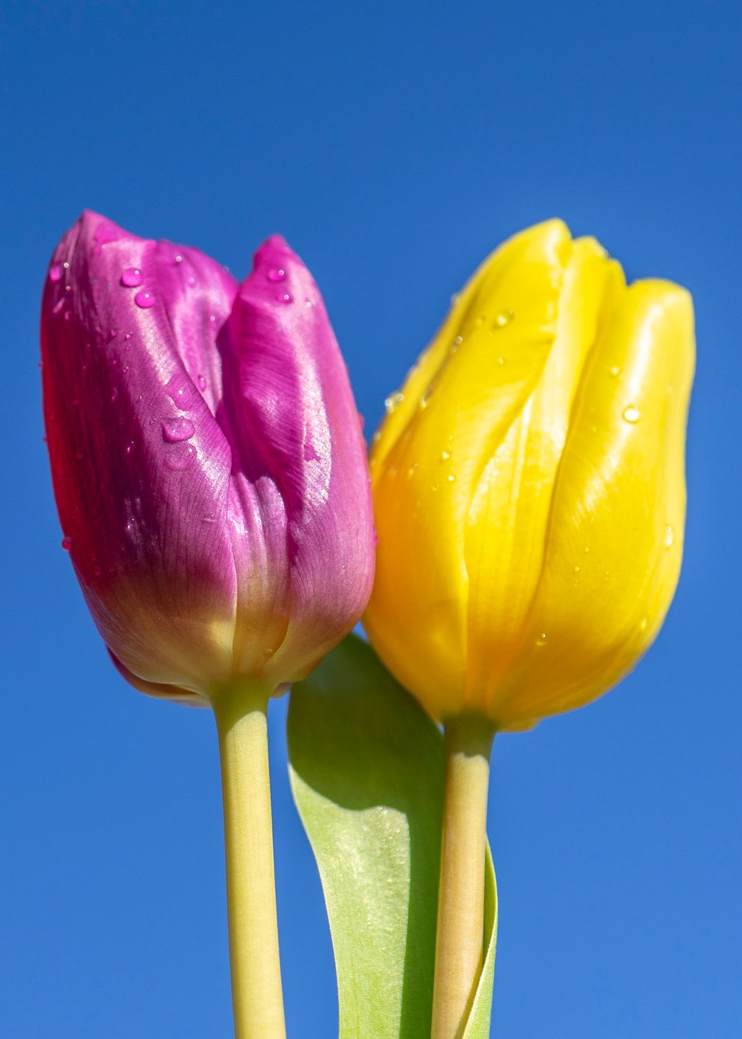 A selection of 5 Floral Plastic Free Mother's Day Greeting Cards