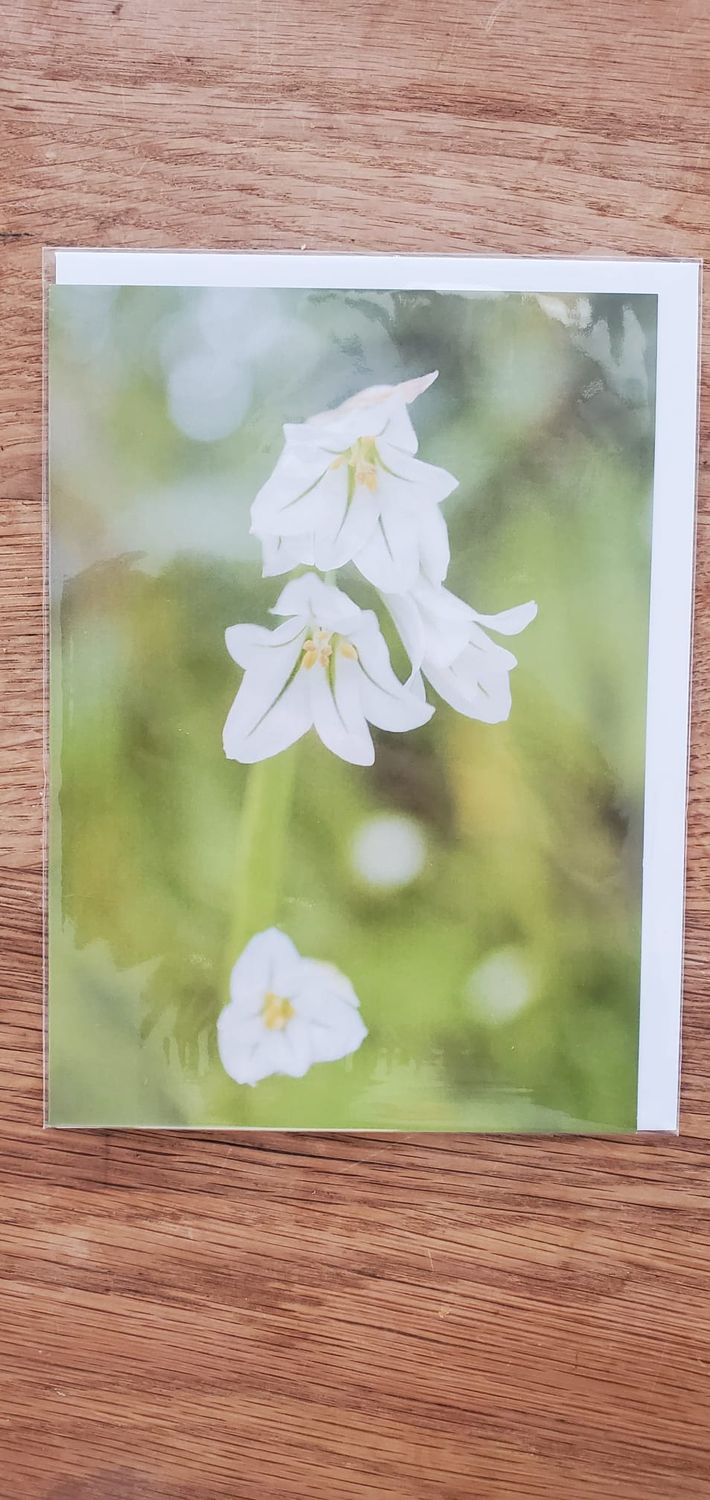 A selection of 5 Floral Plastic Free Mother's Day Greeting Cards