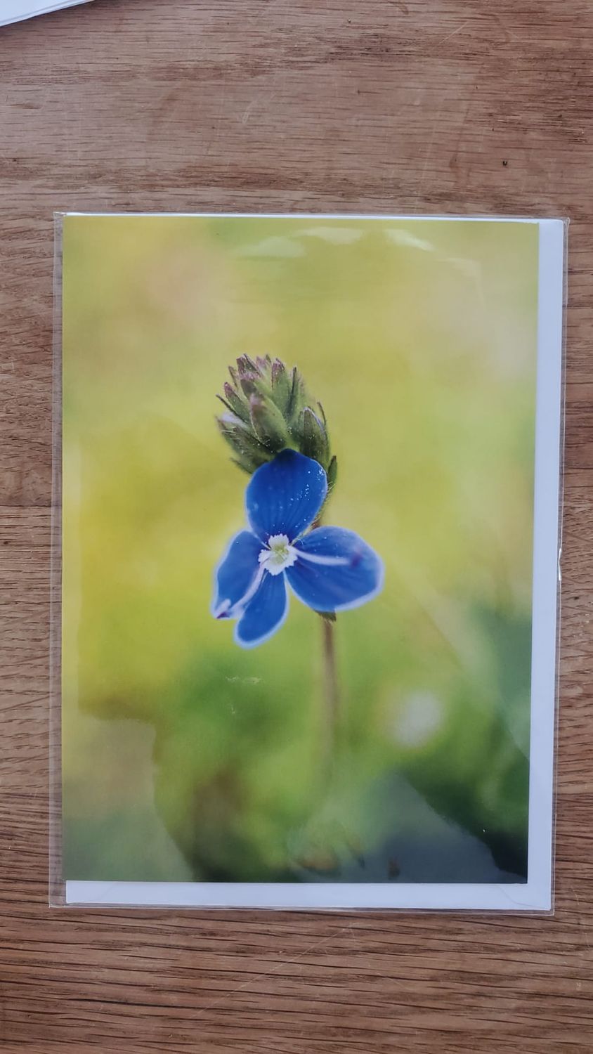 A selection of 5 Floral Plastic Free Mother's Day Greeting Cards
