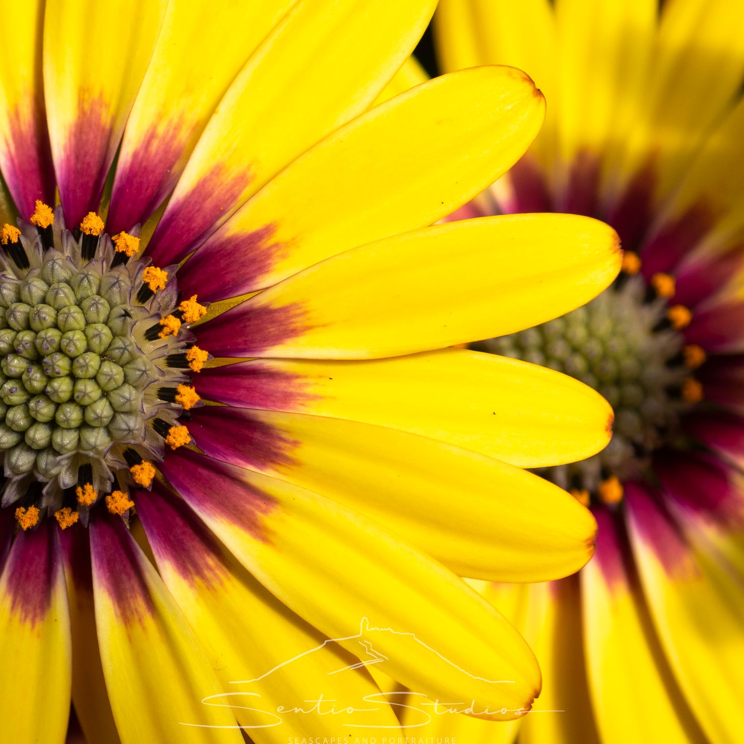 Coaster: Mixed Daisies