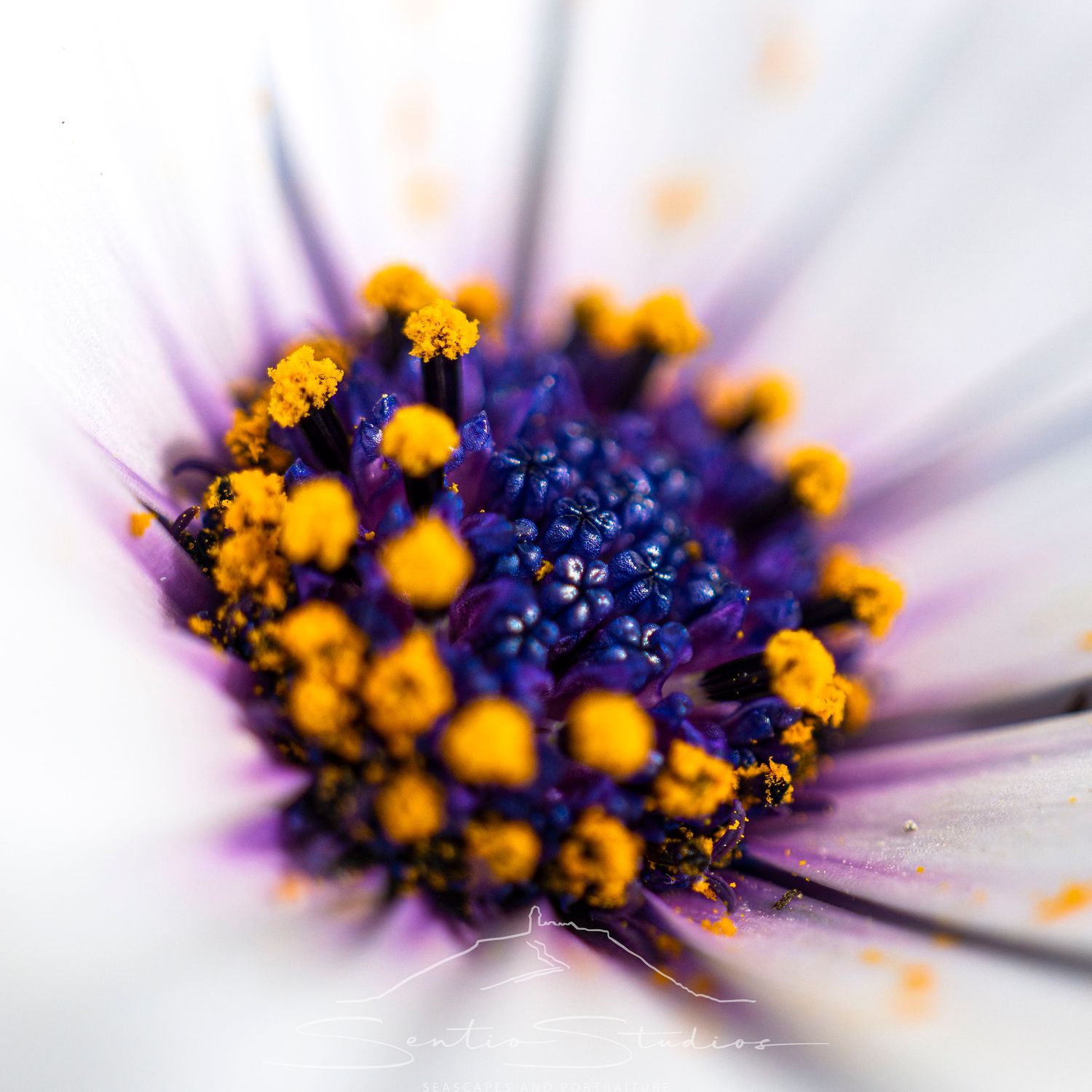Coaster: Mixed Daisies