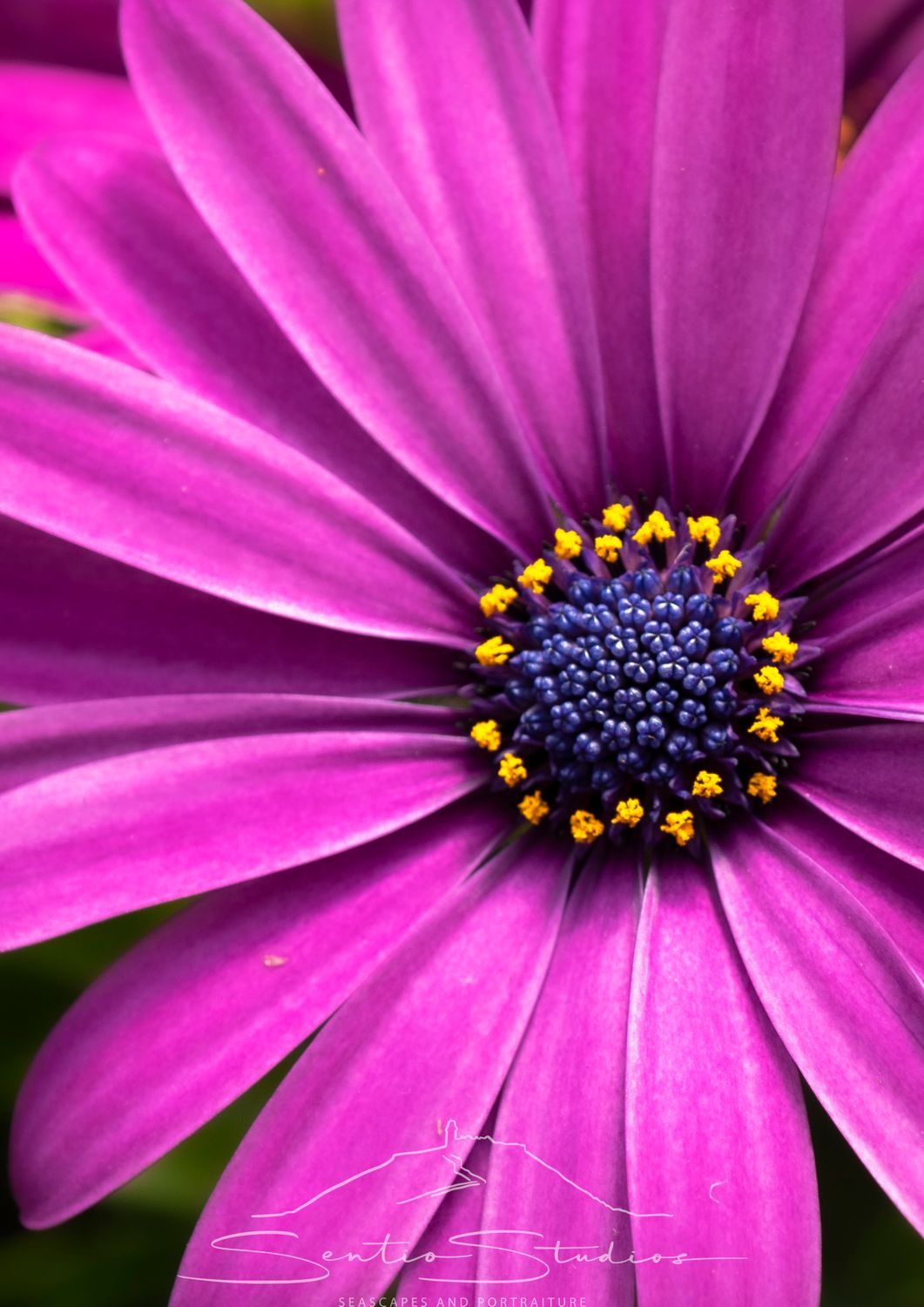 Coaster: Mixed Daisies