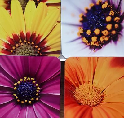 Coaster: Mixed Daisies Coaster: Mixed Daisies