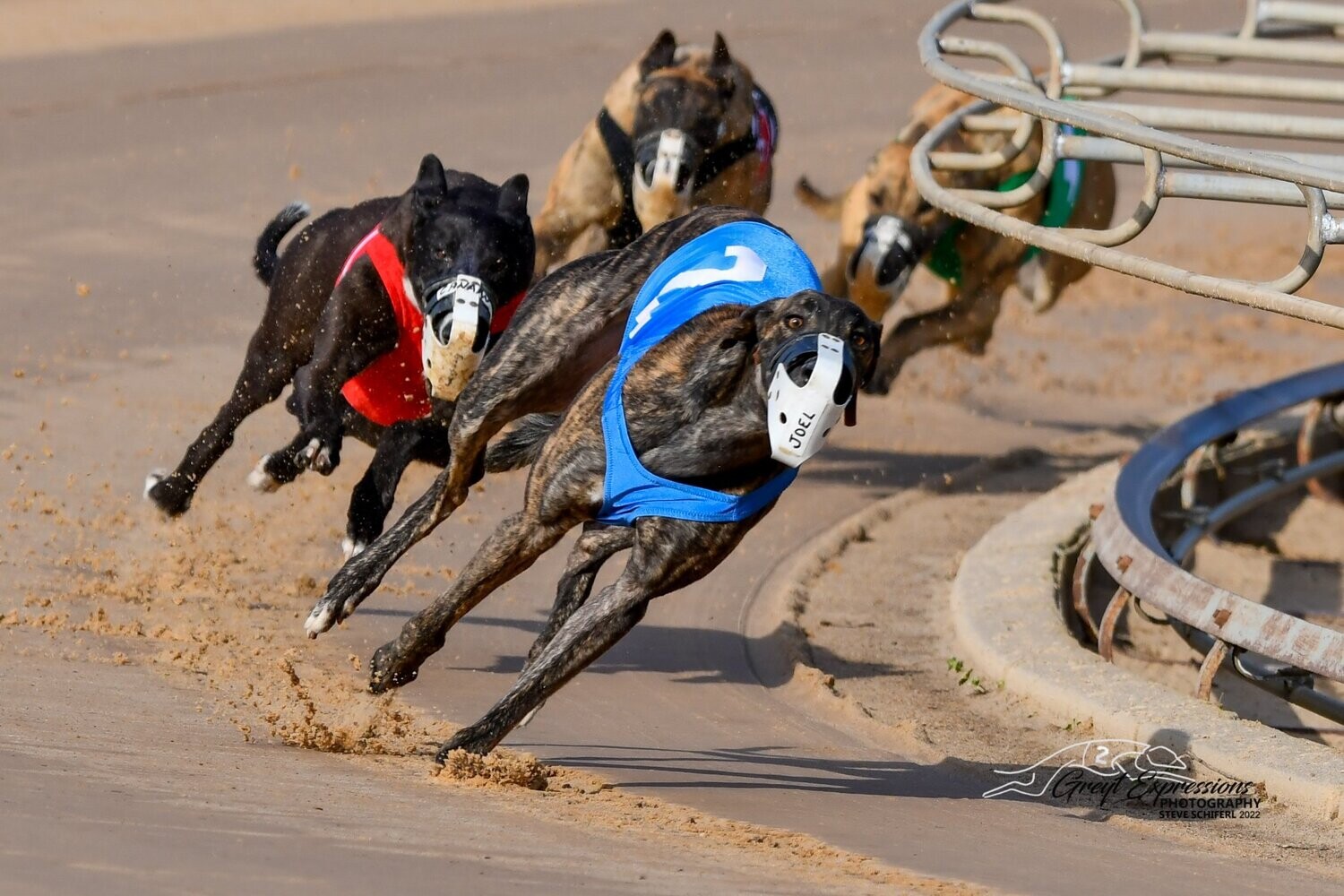 Full Membership Annual Renewal - Most Popular!