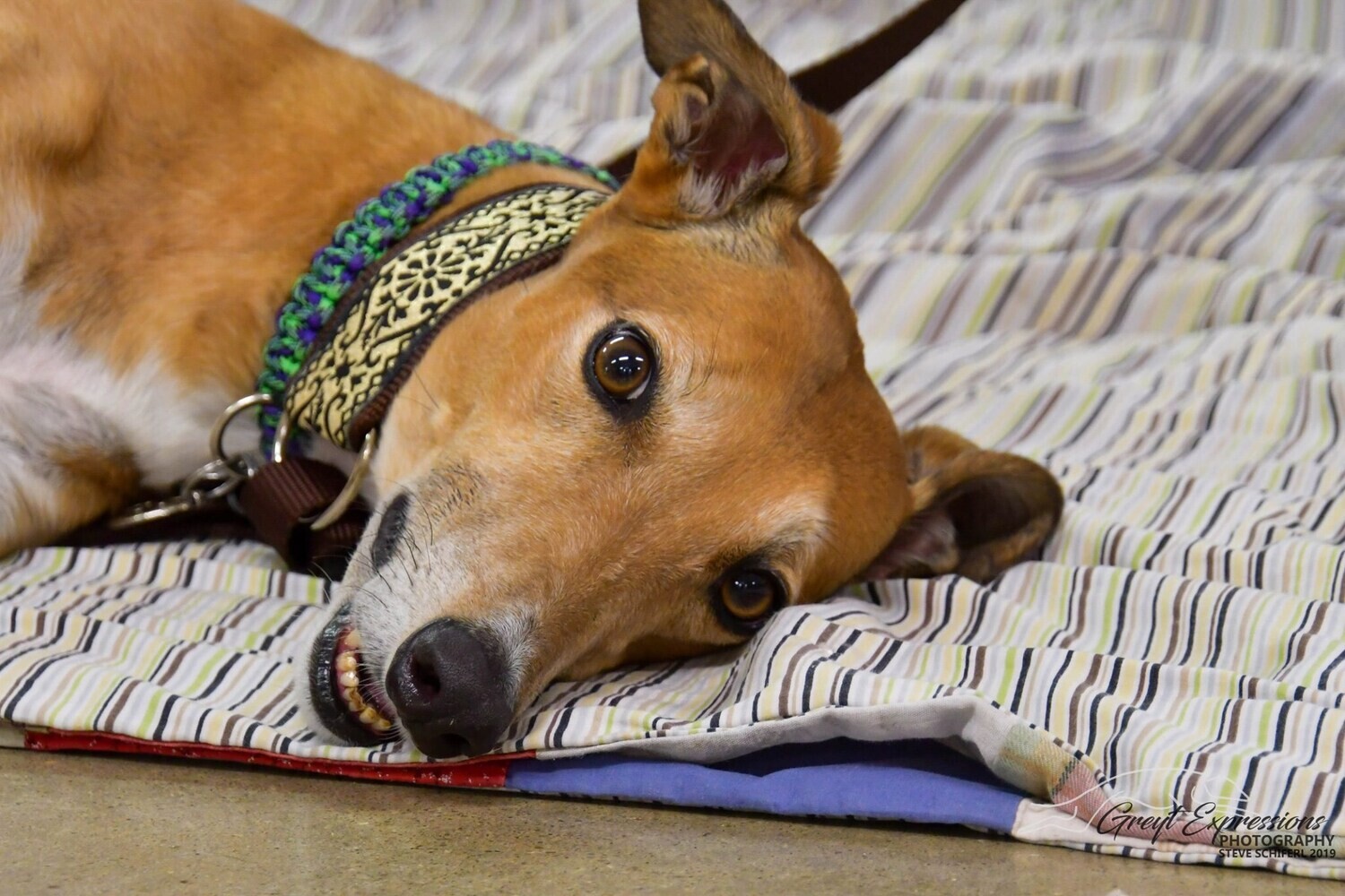 Five Generation NGA Greyhound Pedigree