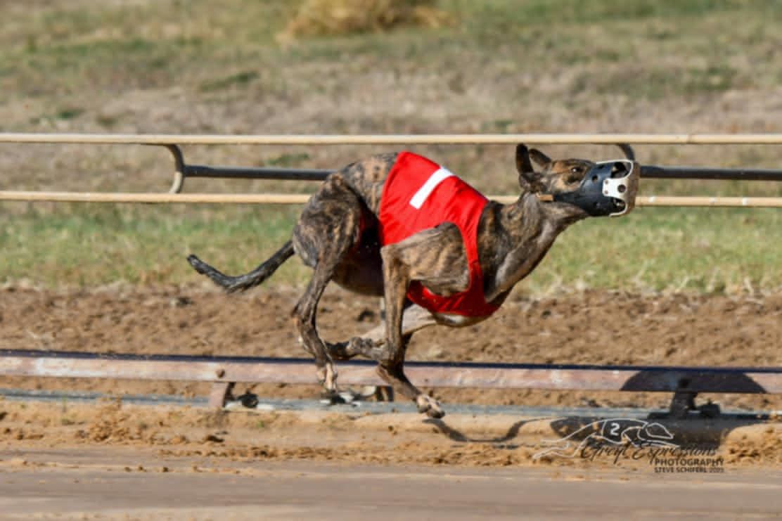 Ambassador Membership Annual Renewal