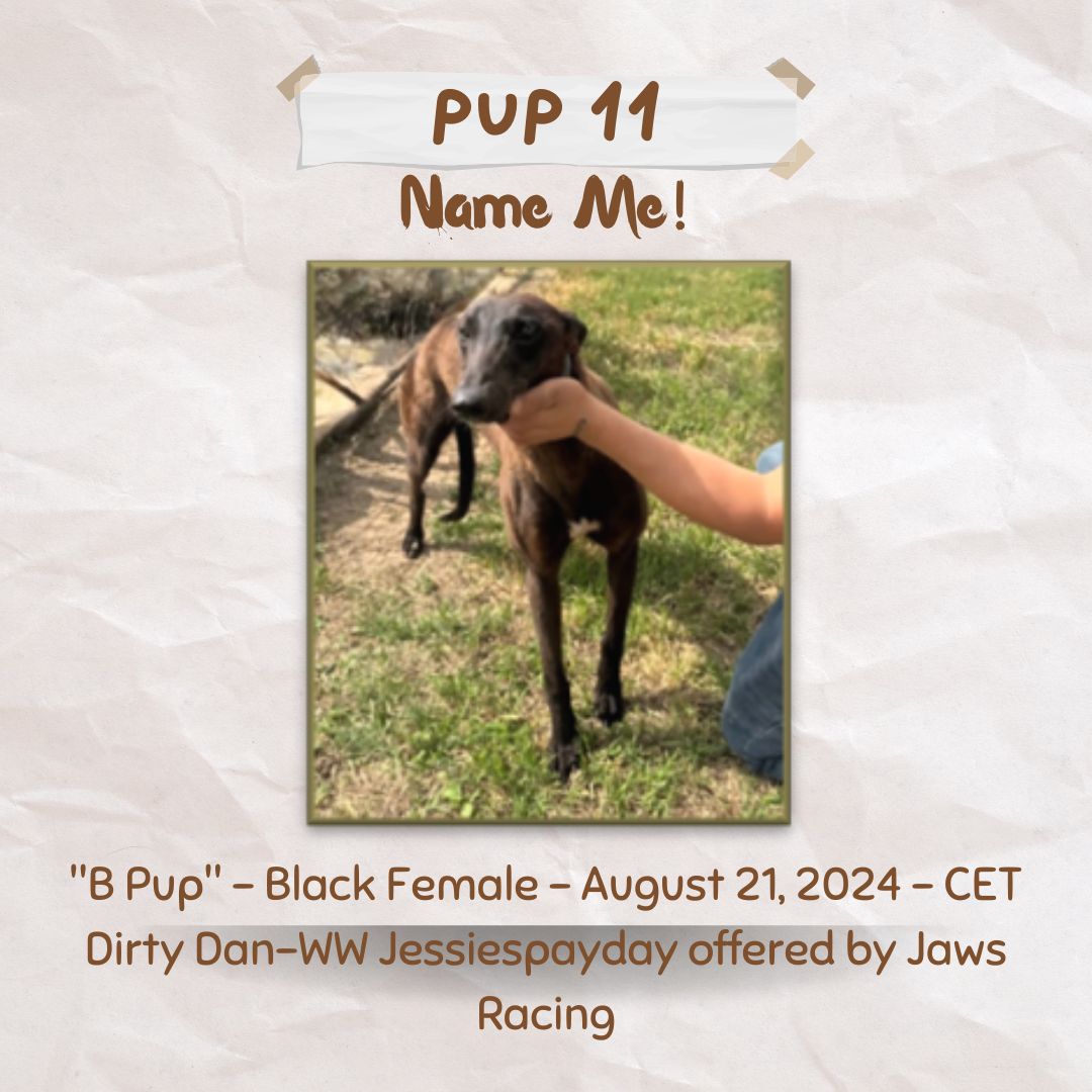 Pup Giveaway 2025 - Annual Fundraiser for the Greyhound Hall of Fame