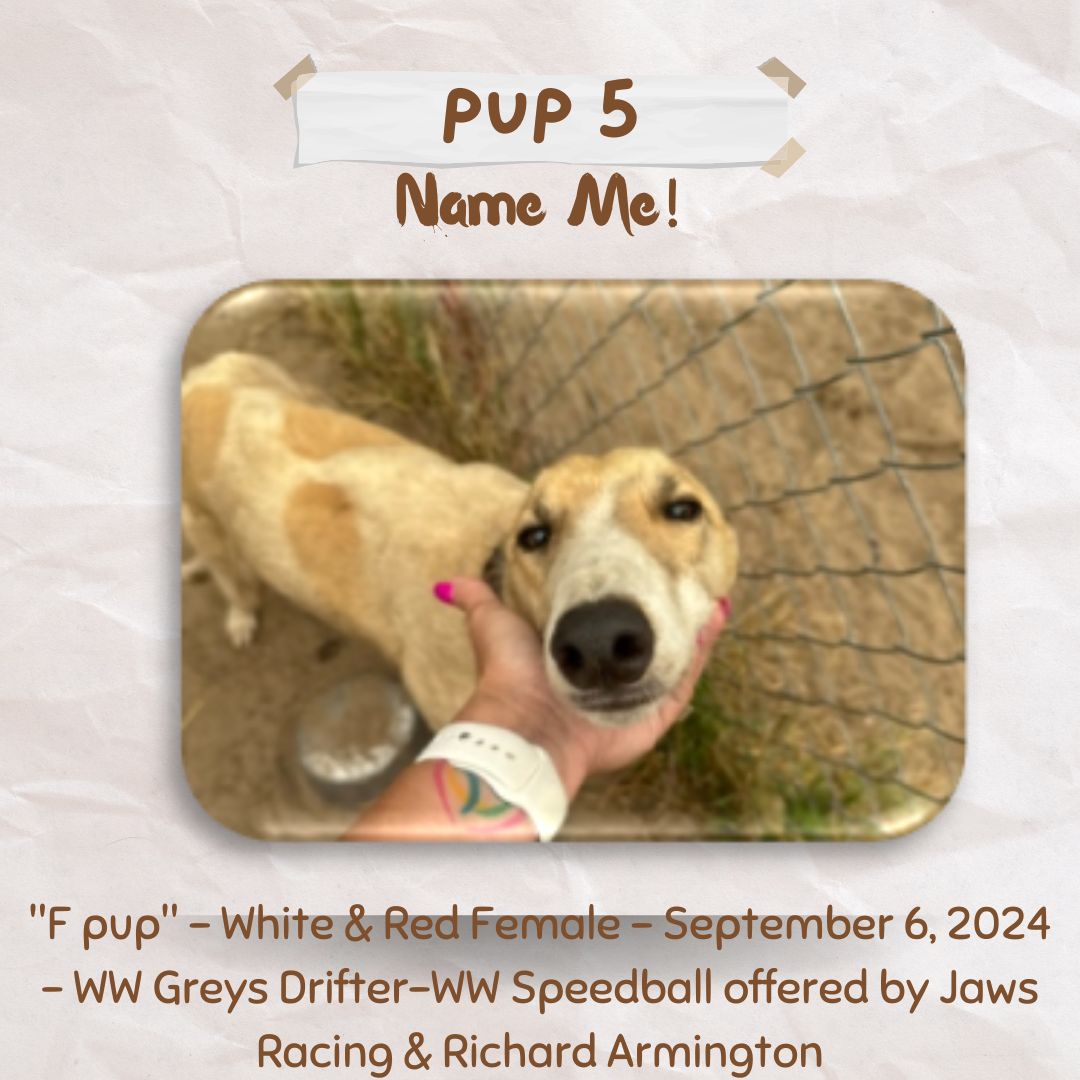 Pup Giveaway 2025 - Annual Fundraiser for the Greyhound Hall of Fame