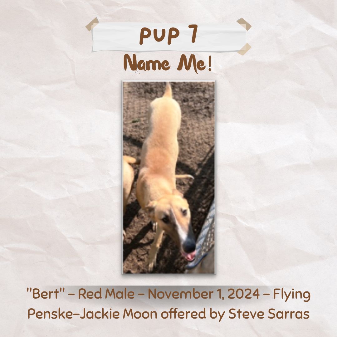Pup Giveaway 2025 - Annual Fundraiser for the Greyhound Hall of Fame