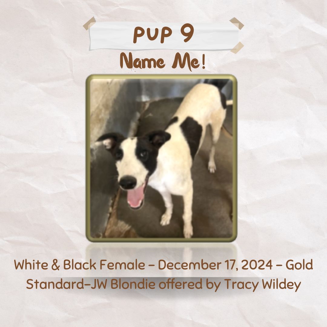 Pup Giveaway 2025 - Annual Fundraiser for the Greyhound Hall of Fame