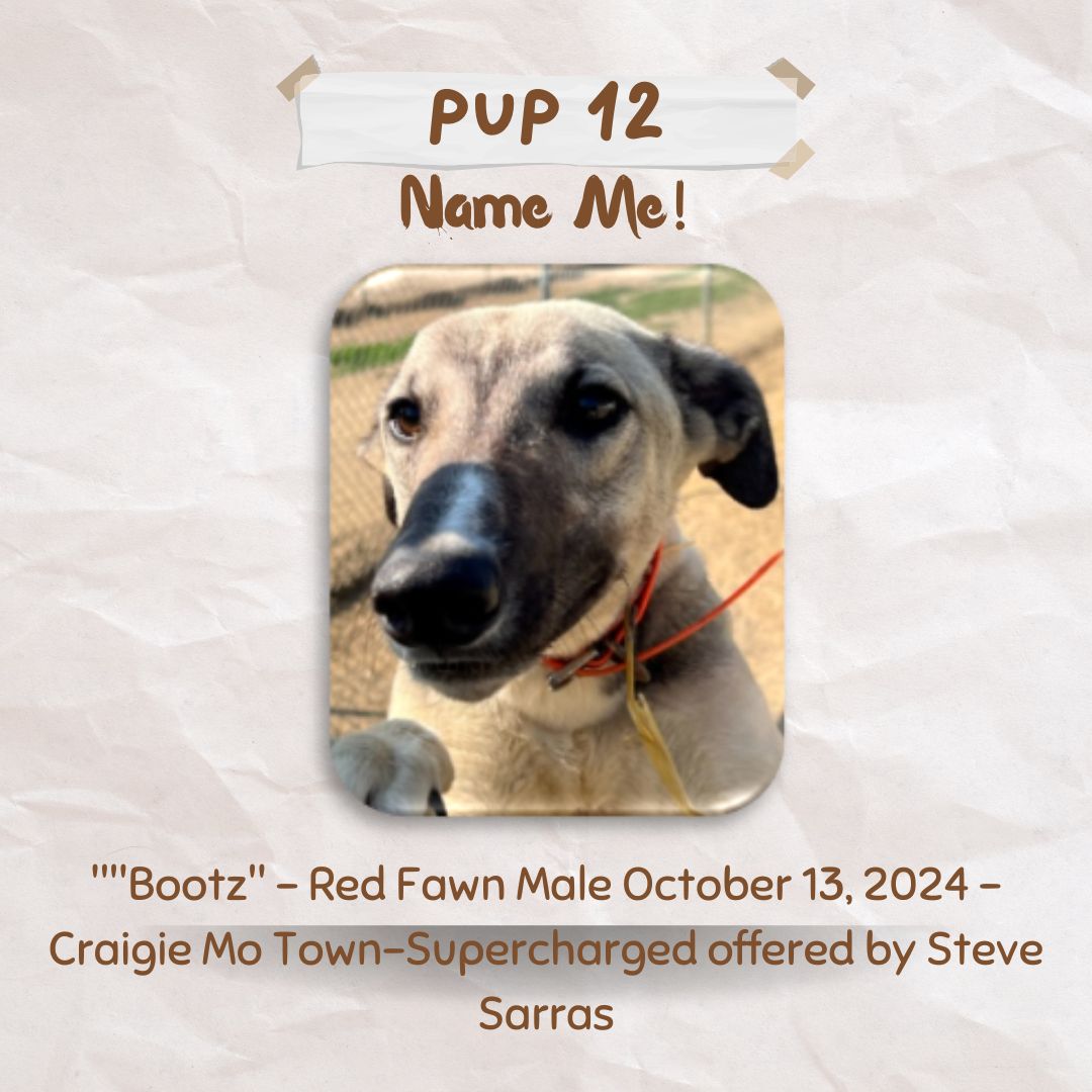 Pup Giveaway 2025 - Annual Fundraiser for the Greyhound Hall of Fame