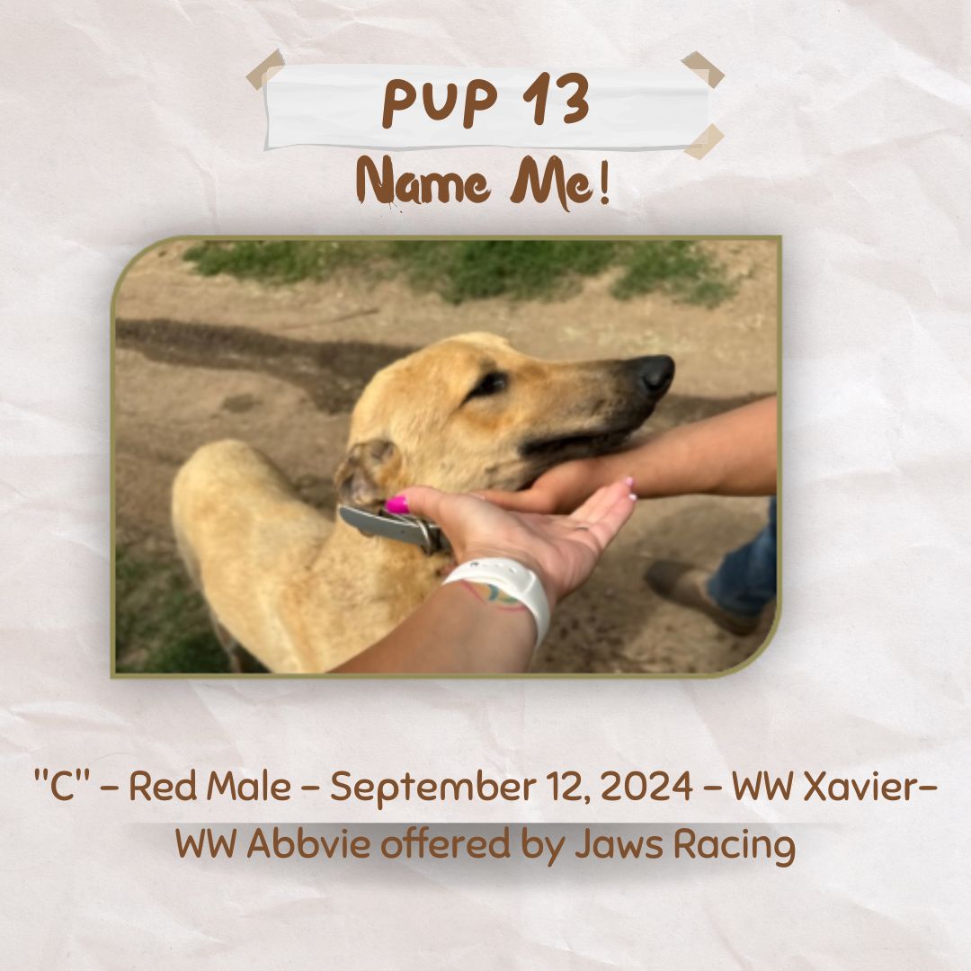 Pup Giveaway 2025 - Annual Fundraiser for the Greyhound Hall of Fame