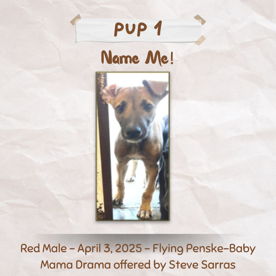 Pup Giveaway 2025 - Annual Fundraiser for the Greyhound Hall of Fame