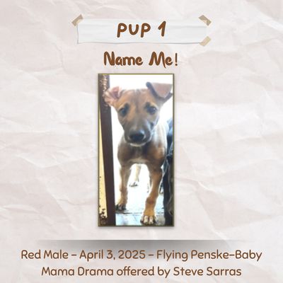 Pup Giveaway 2025 - Annual Fundraiser for the Greyhound Hall of Fame