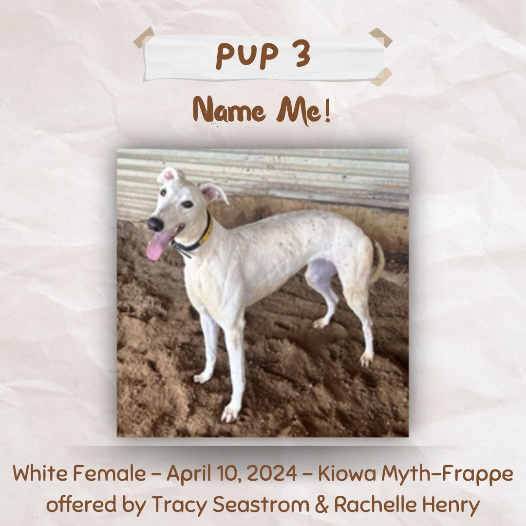 Pup Giveaway 2025 - Annual Fundraiser for the Greyhound Hall of Fame