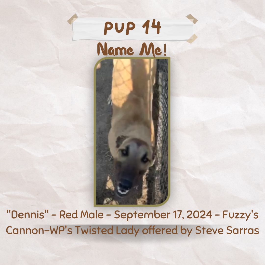 Pup Giveaway 2025 - Annual Fundraiser for the Greyhound Hall of Fame