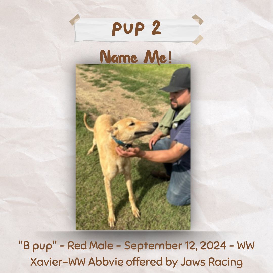 Pup Giveaway 2025 - Annual Fundraiser for the Greyhound Hall of Fame