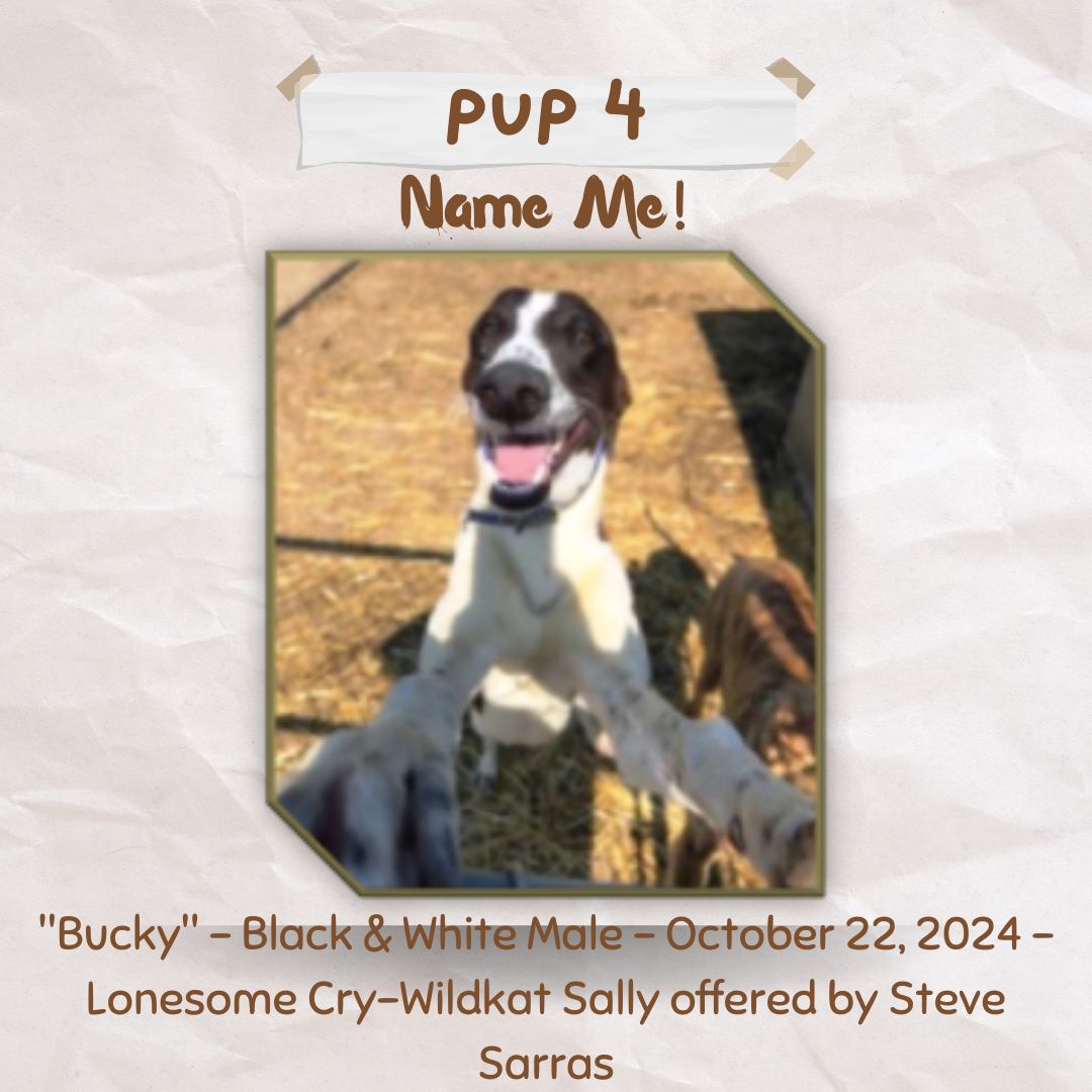 Pup Giveaway 2025 - Annual Fundraiser for the Greyhound Hall of Fame